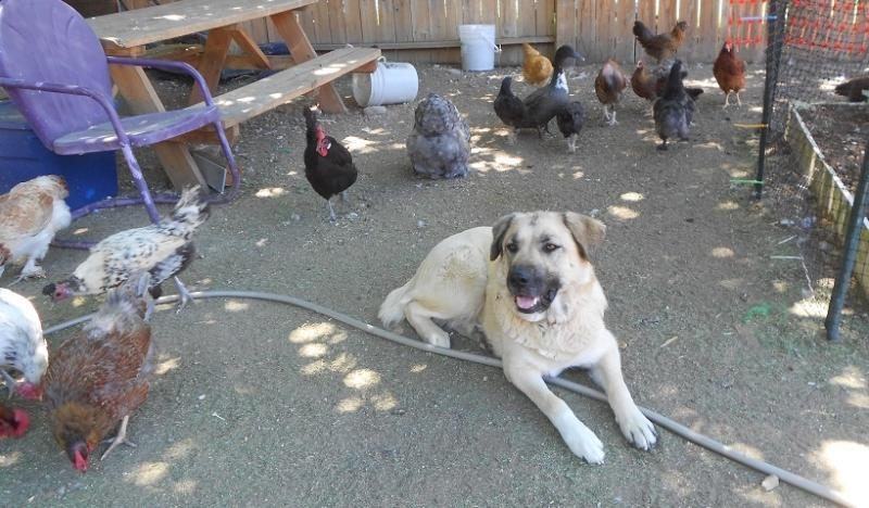 Cách huấn luyện chó để giữ trại gà