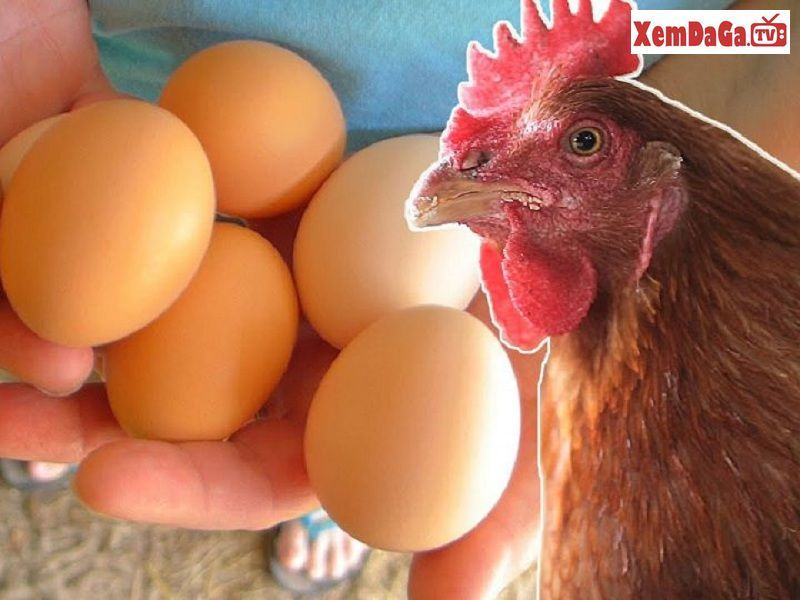 cách nhận biết trứng gà trống
