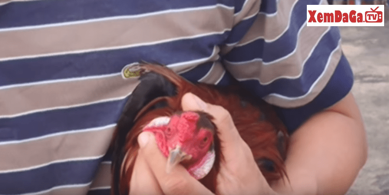 cách trị gà bị sổ mũi