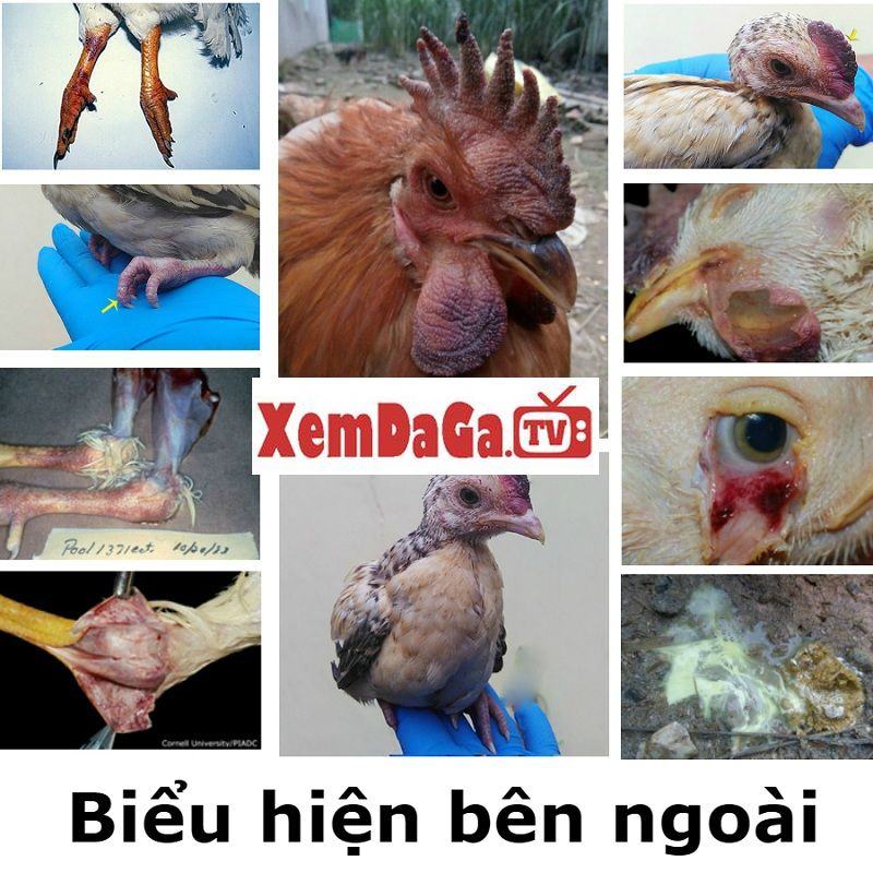 bệnh cúm H5N1 ở gà