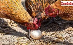 cách xử lý khi gà ăn trứng