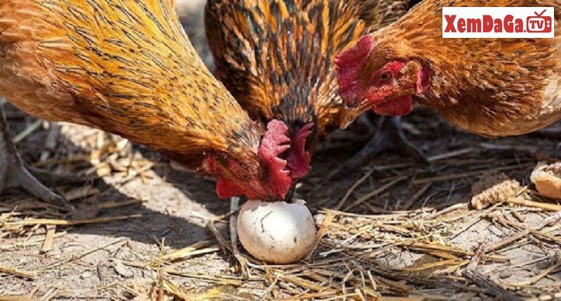 cách xử lý khi gà ăn trứng