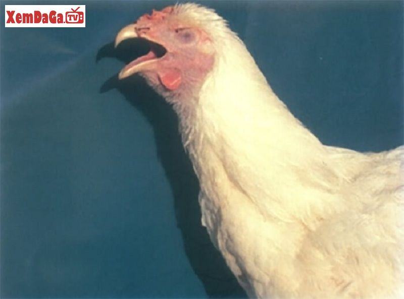 bệnh viêm thanh khí quản truyền nhiễm ở gà
