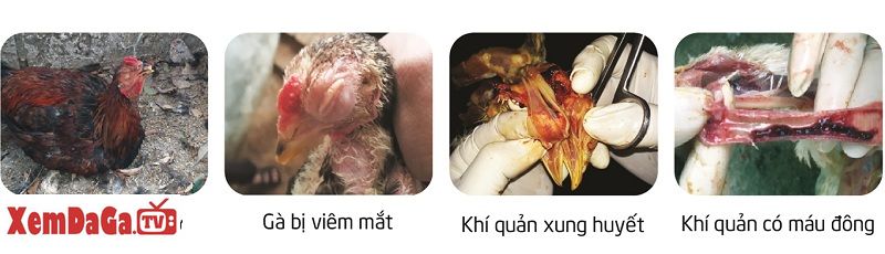 cách trị bệnh ILT trên gà