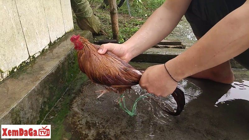 cách nài nước cho gà
