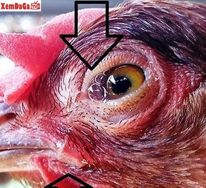 bệnh khiến gà bị mù mắt