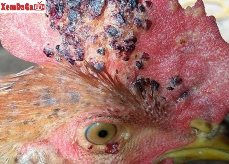 bệnh khiến gà bị mù mắt